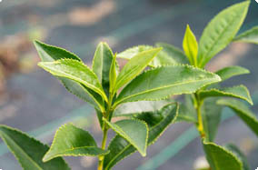 pluckING loose leaf tea