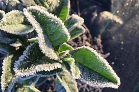 frost on tea bush