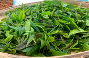 tea leaves