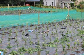 first planting out of seedling tea plants