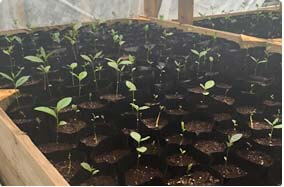 Seedling Tea