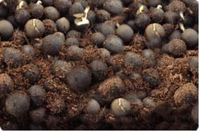 plucked loose leaf tea